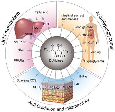 Recent Advances Regarding the Physiological Functions and Biosynthesis of D-Allulose